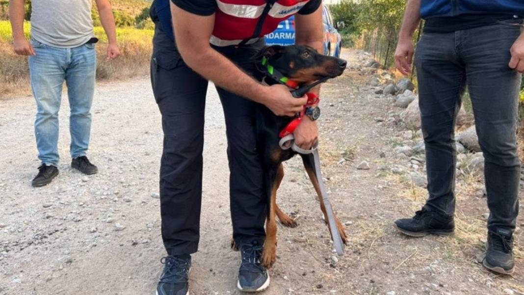 Berzeg'i arama çalışmalarında dikkat çeken detay! Köpeği her defasında eve döndü 4